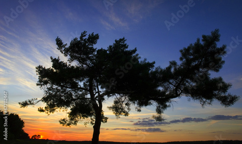 photogenic pine - twisted pine at the sun © mastob107