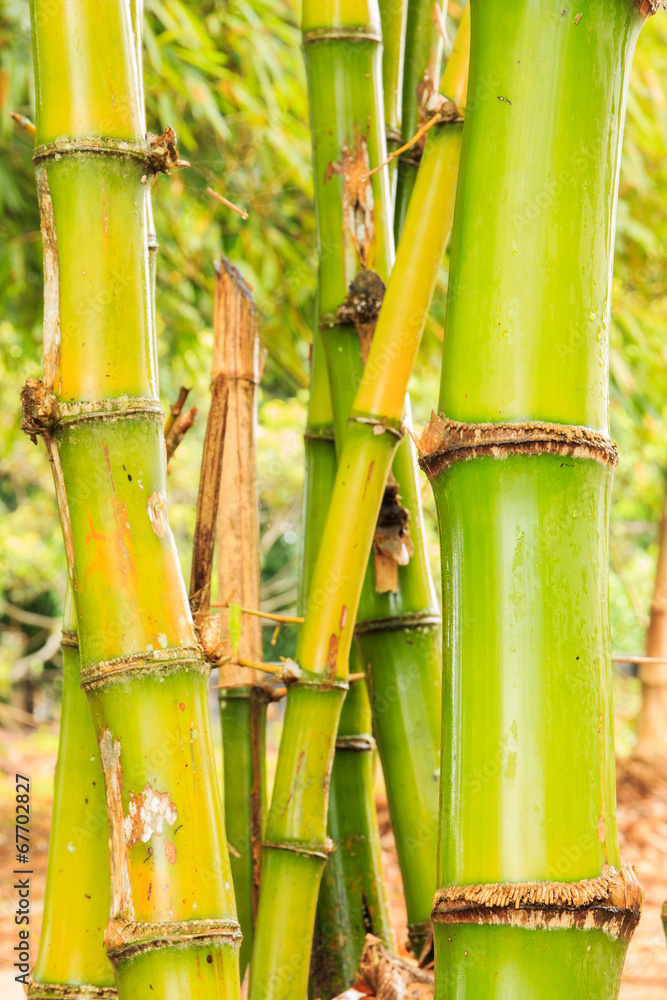 Obraz premium bamboo forest after the rain.