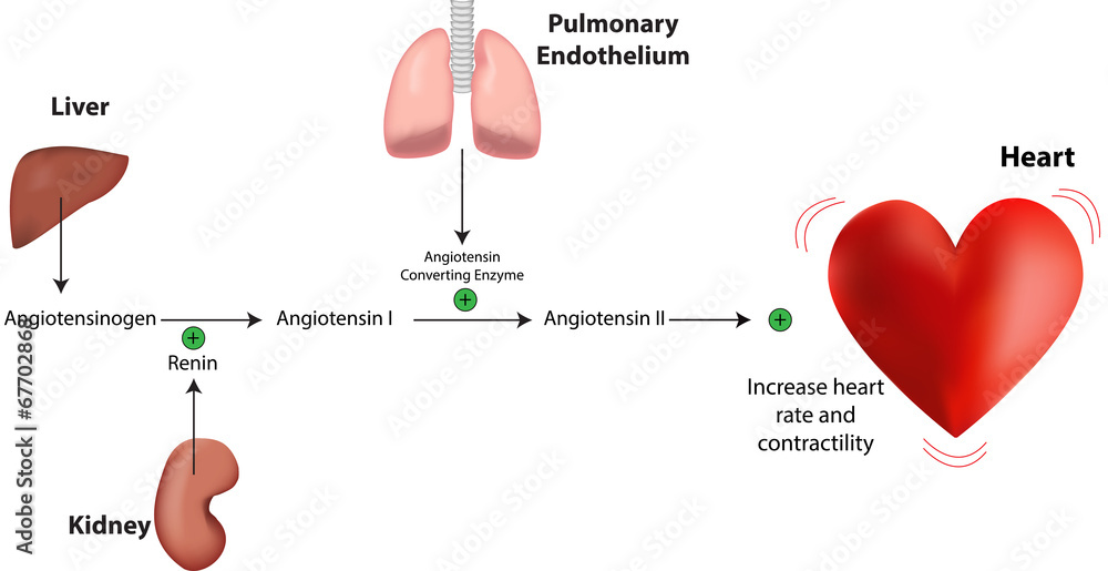 Renin Angiotensin Aldosterone System Stock Vector | Adobe Stock
