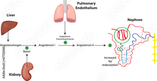 Renin Angiotensin Aldosterone System and Nephron