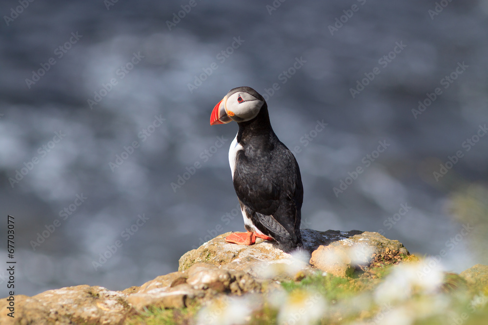 Obraz premium Atlantic Puffin (Fratercula arctica) on cliff top
