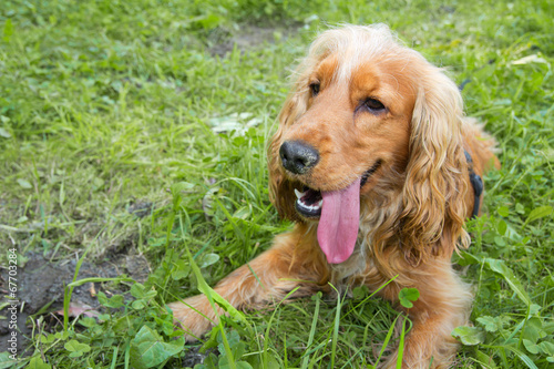 Müder Spaniel Bub - Österreich