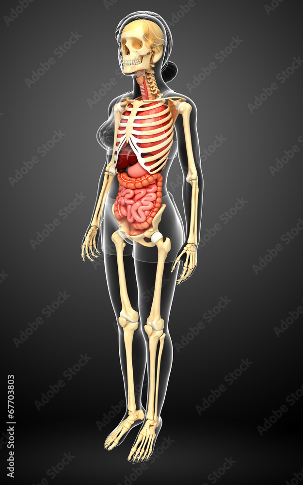 Female skeleton and digestive system Female skeleton and digestive system