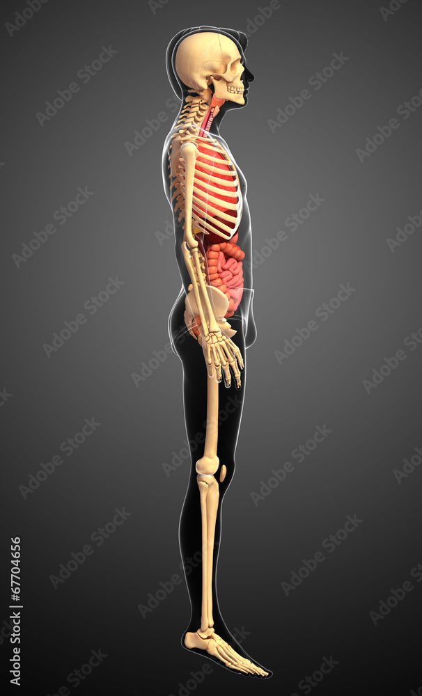 Male skeleton and digestive system