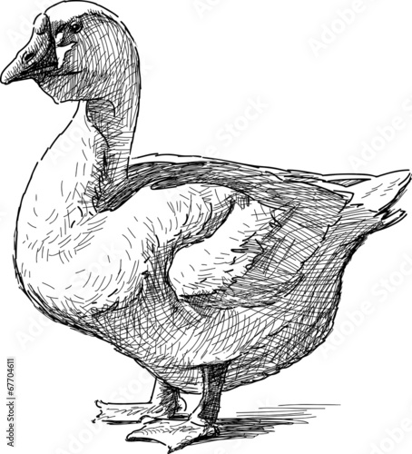 standing goose
