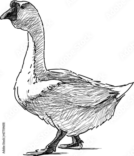 goose walking