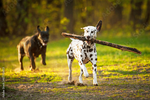 Photography Two dogs playing in the evening