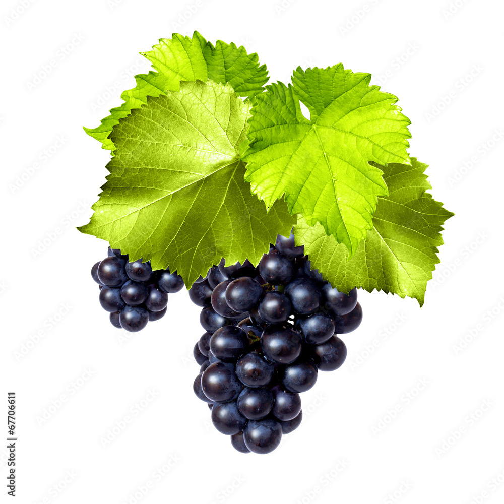 Fototapeta premium Blaue Weintrauben freigestellt