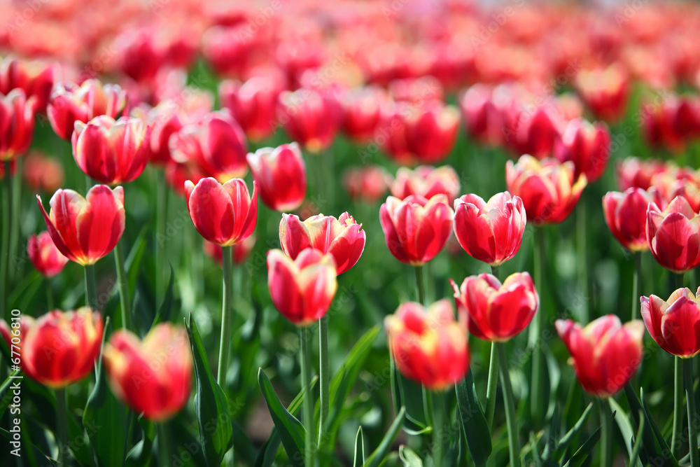 red tulips with white border - shallow depth of field red tulips with white border - shallow depth of field