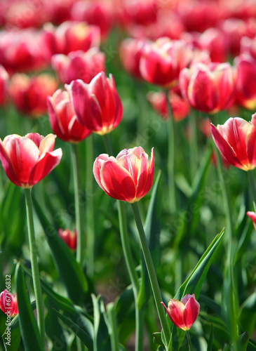 Fototapeta Naklejka Na Ścianę i Meble -  red tulips with white border - shallow depth of field