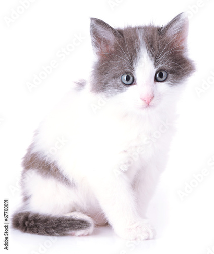 Cute little kitten isolated on white