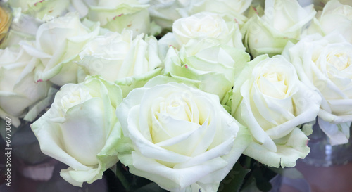 Close-up of bright bunch of fresh big beautiful white roses