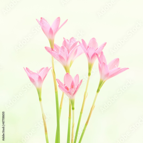 Zephyranthas rosea Flowers © peangdao