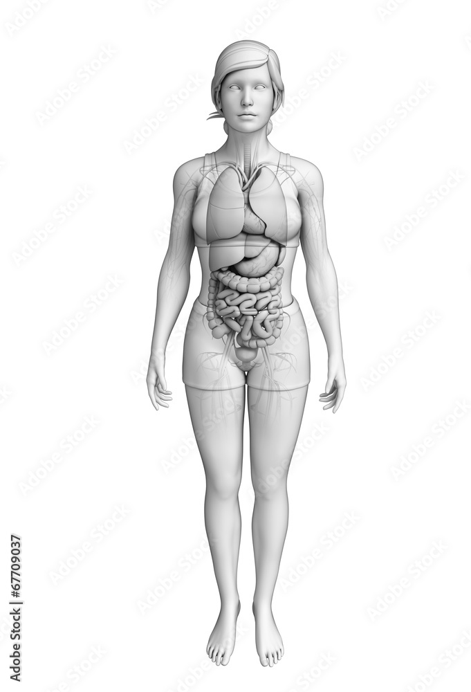 Digestive system of female anatomy