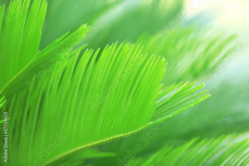 Palm leaves, close-up