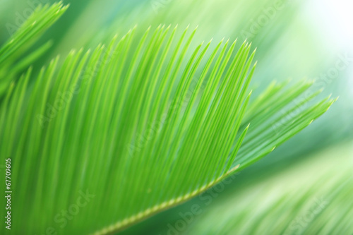 Palm leaves, close-up