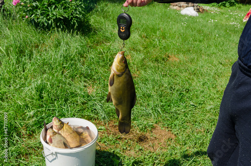 fisher weighs shiny big tench fish