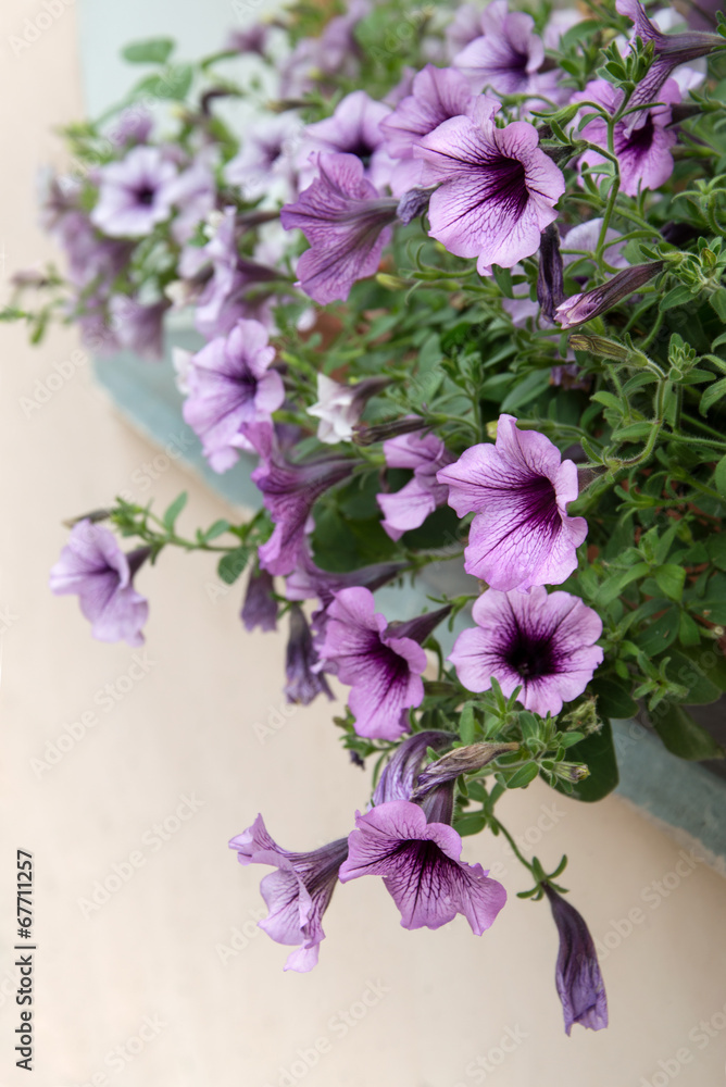 Gently purple petunia flowers hanging from window Gently purple petunia flowers hanging from window