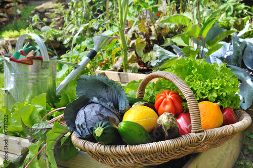 panier de légumes dans potager