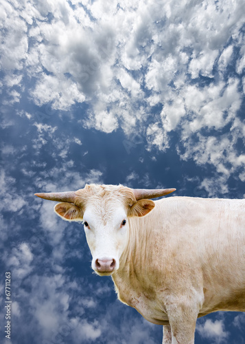Young Female Longhorn Cow © dfikar