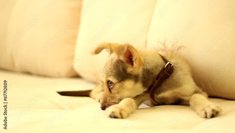 puppy on the couch puppy on the couch