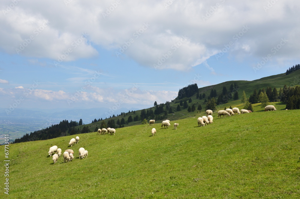 sheeps batch on Appenczell