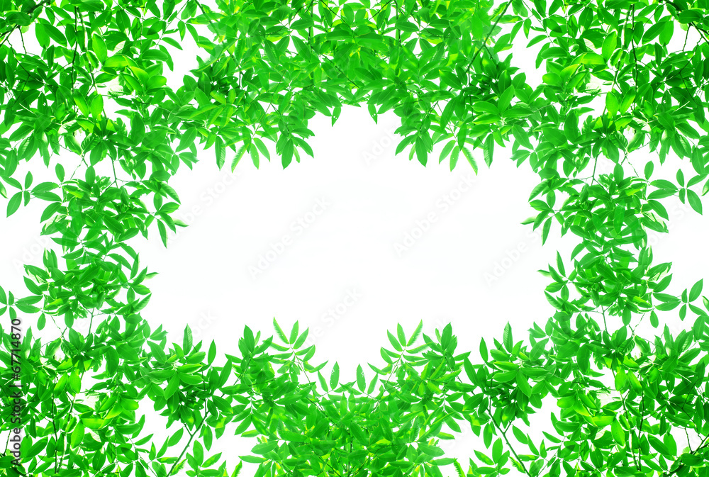 Green leaves frame Green leaves frame