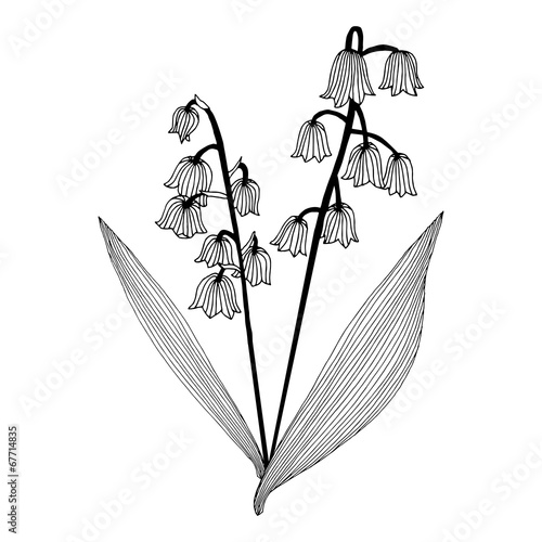 Fototapeta Naklejka Na Ścianę i Meble -  Lily of the valley