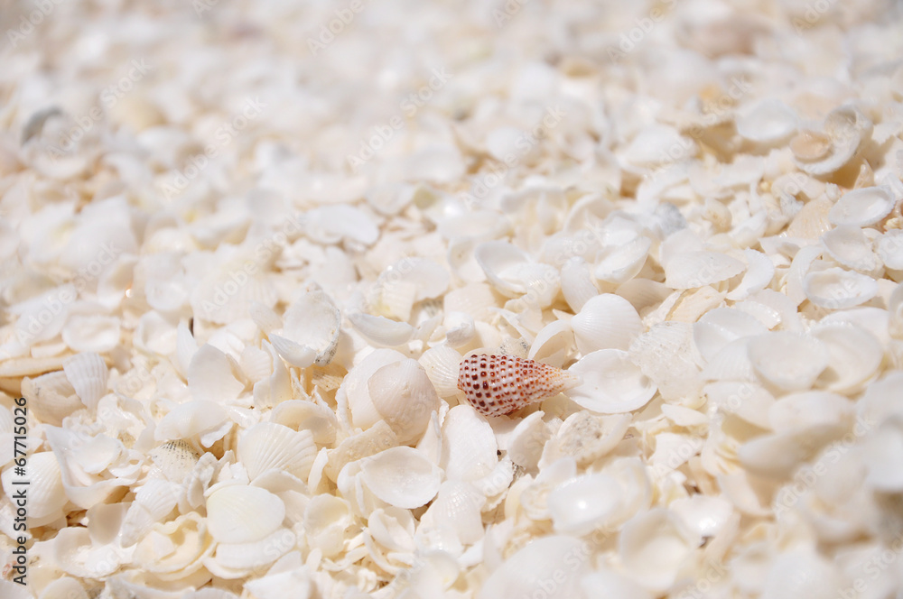 Fototapeta premium Shell Beach, Shark Bay, Western Australia