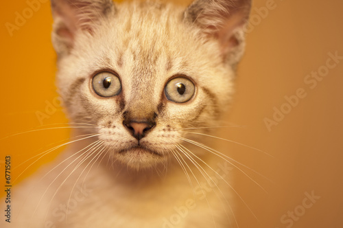 little cat posing © arnau2098