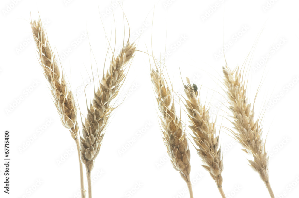 barley plant