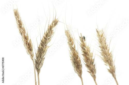 barley plant
