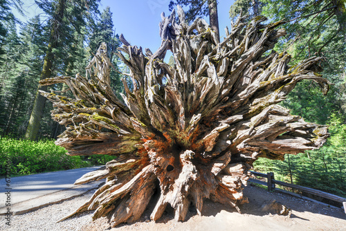Fallen Sequoia in Mariposa Grove, Yosemite National Park