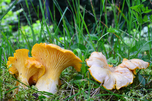 Chanterelles photo