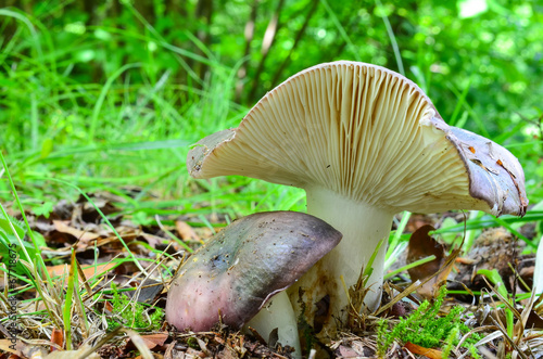 Charcoal Burner mushroom