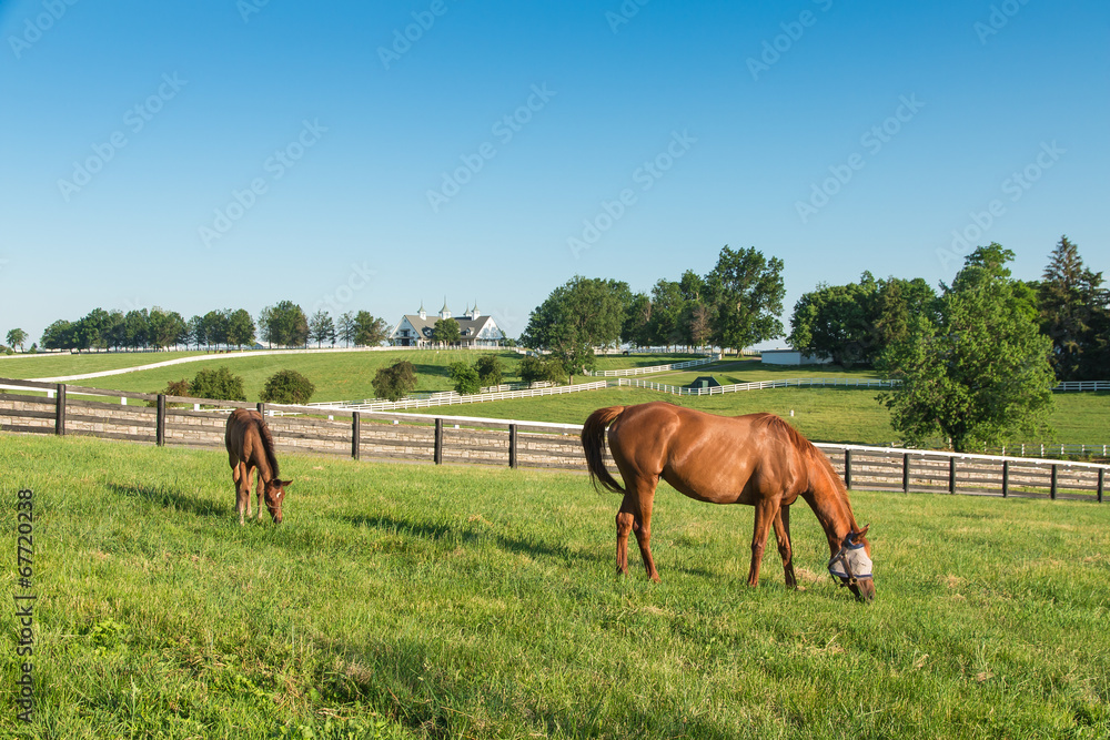 Obraz premium Horses at horse farm. Country landscape.