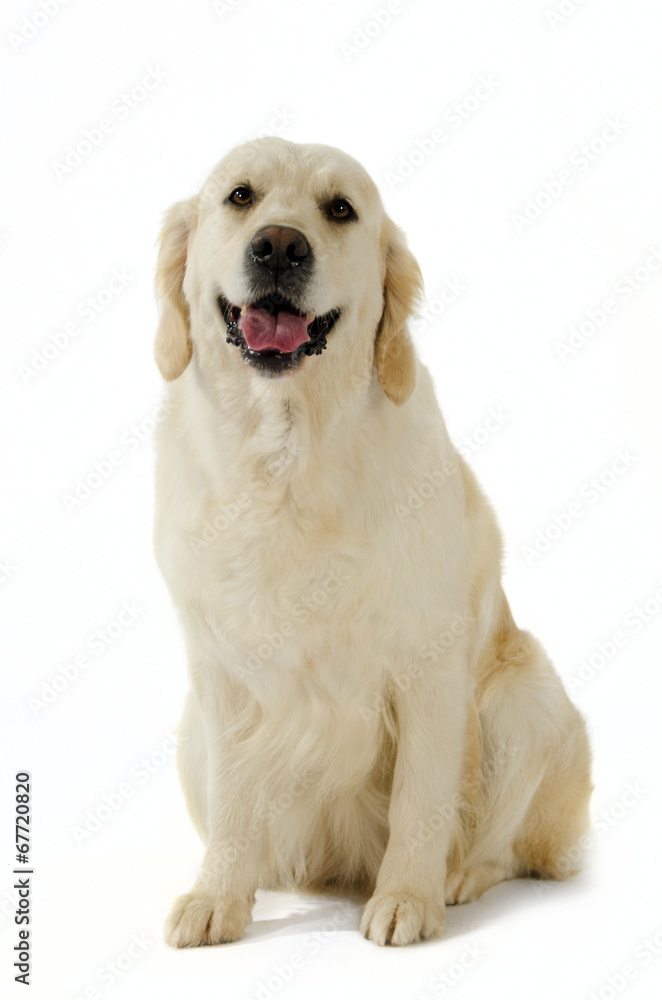 Golden Retriever in posa Golden Retriever in posa