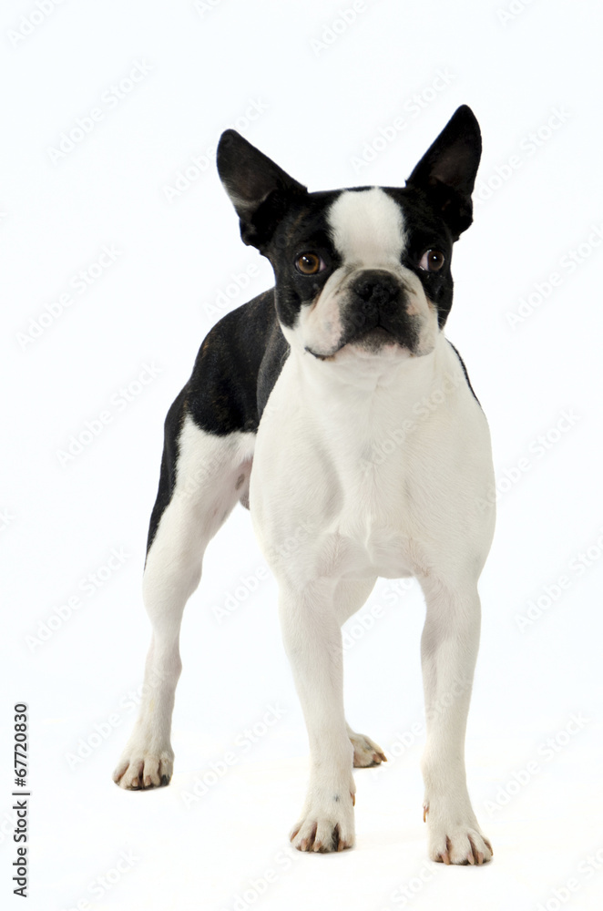 Fototapeta premium cane piccola taglia bianco e nero