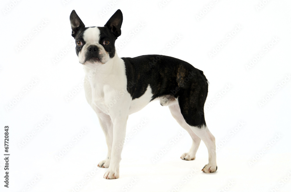 cane piccola taglia bianco e nero
