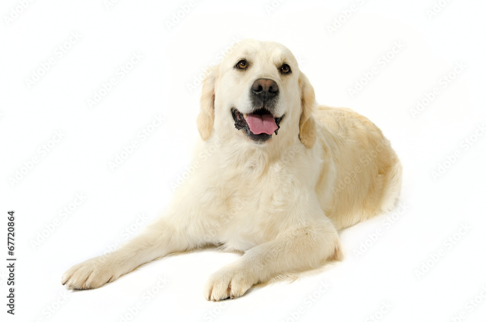 golde retriever in posa golde retriever in posa
