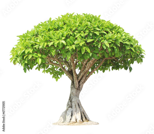 Banyan or ficus bonsai tree isolated on white background