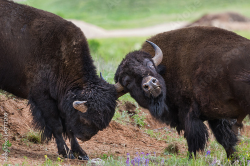 American Buffalo © wollertz