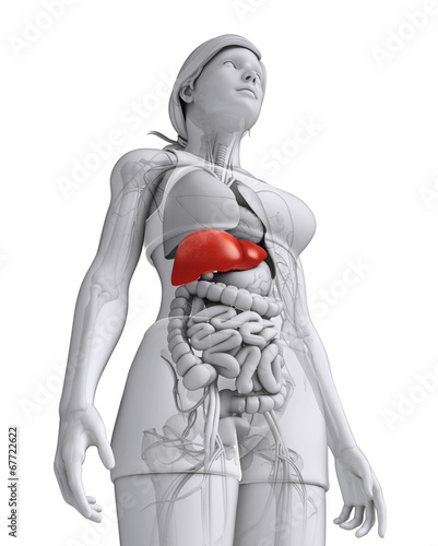 Female liver anatomy