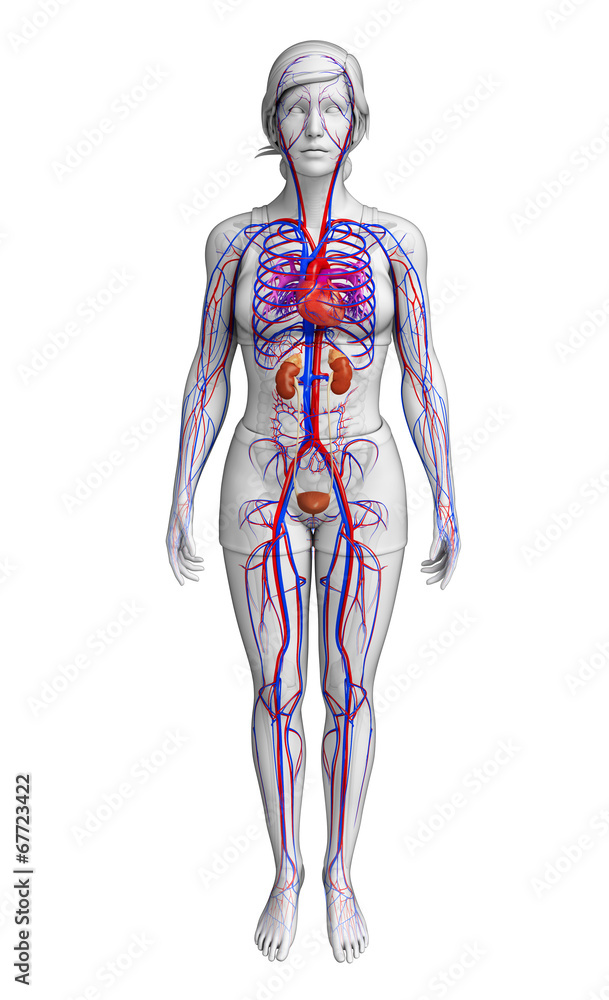 Female circulatory system