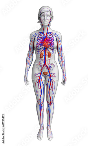 Female circulatory system
