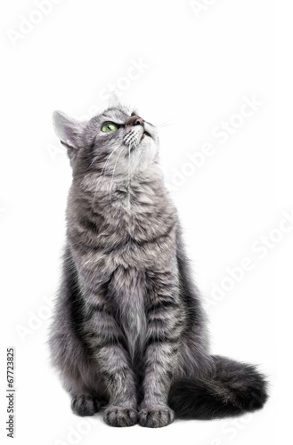 Grey cat sitting and waiting, isolated on white