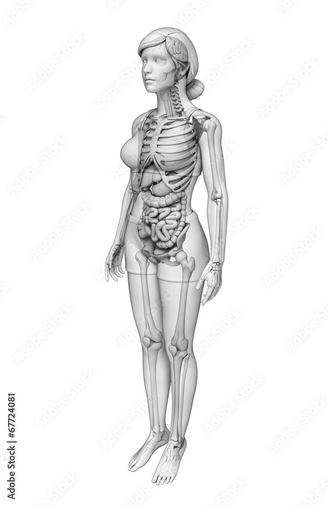 Digestive system of female anatomy