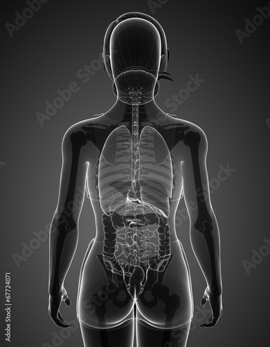 Female xray digestive system