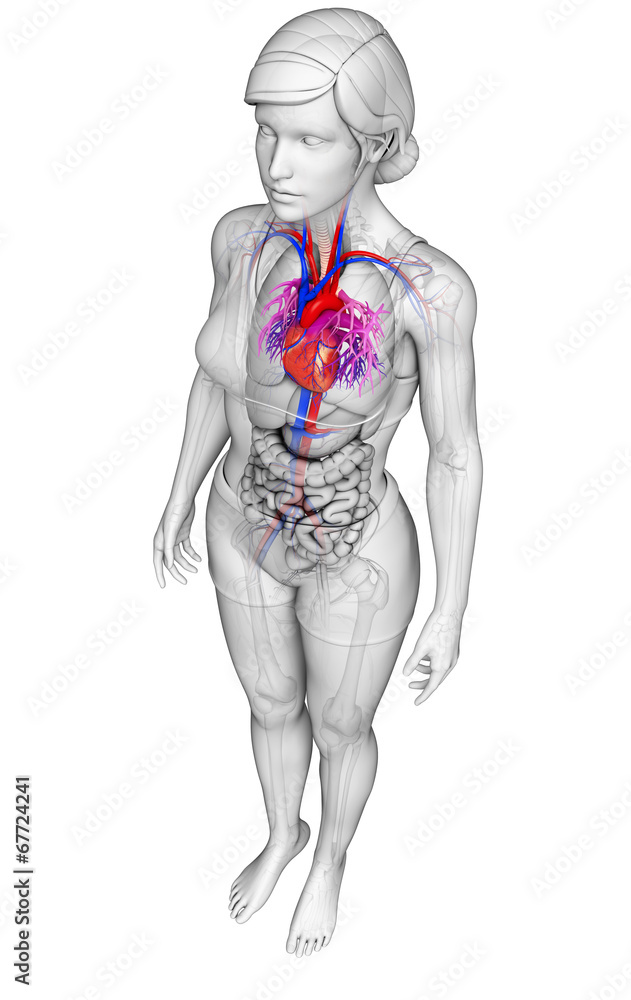 Female heart anatomy