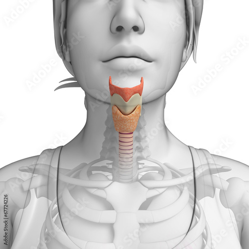 feMale throat anatomy